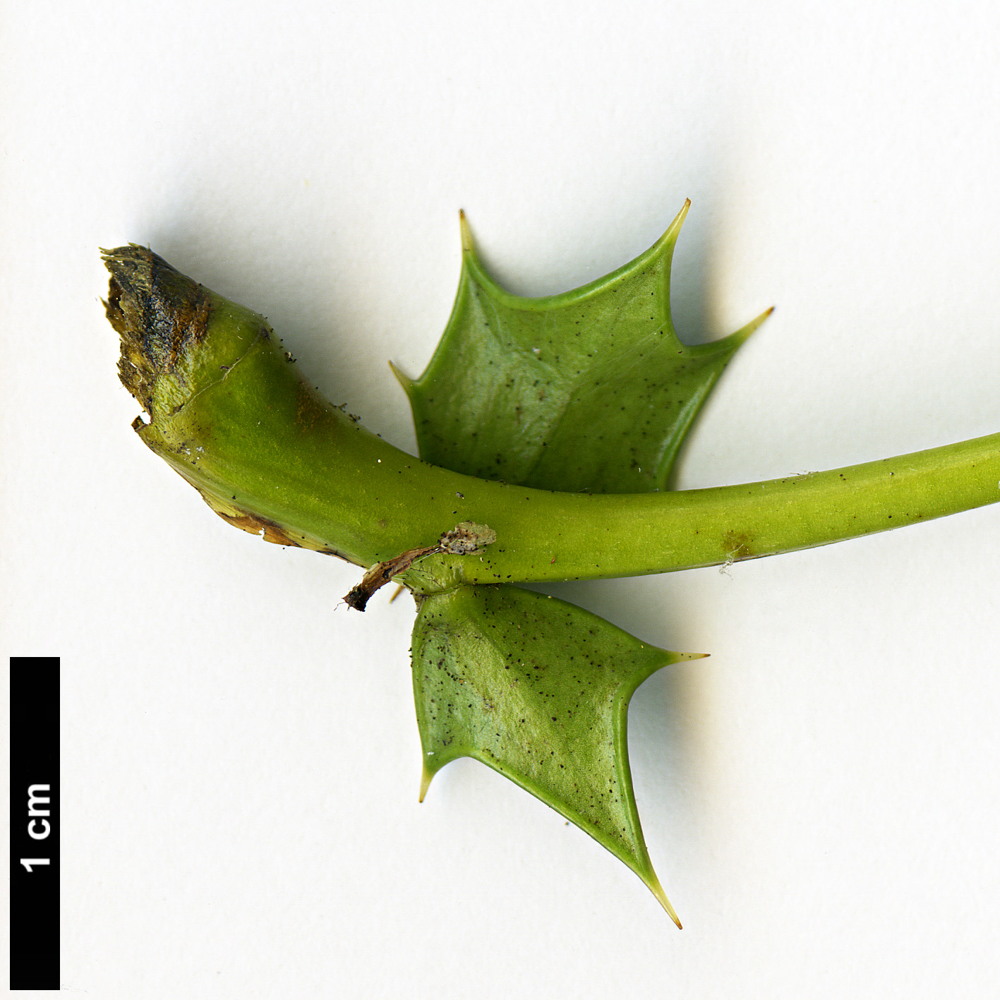 High resolution image: Family: Berberidaceae - Genus: Mahonia - Taxon: ×media (M.japonica × M.oiwakensis subsp. lomariifolia)